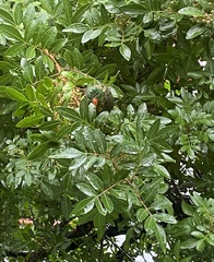 Trichoglossus chlorolepidotus