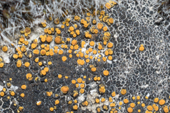 Flavoplaca oasis