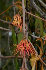 Amyema pendula pendula