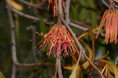 Amyema pendula pendula