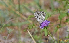 Melanargia galathea