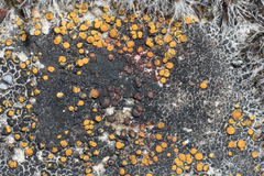 Flavoplaca oasis