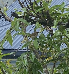 Lichmera indistincta