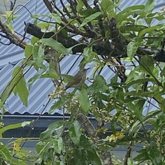 Lichmera indistincta