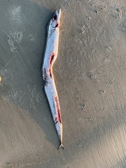 Lepidopus caudatus