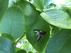 Goniops chrysocoma
