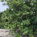 Beach Gardenia - Photo (c) Hannah Hickli, some rights reserved (CC BY), uploaded by Hannah Hickli