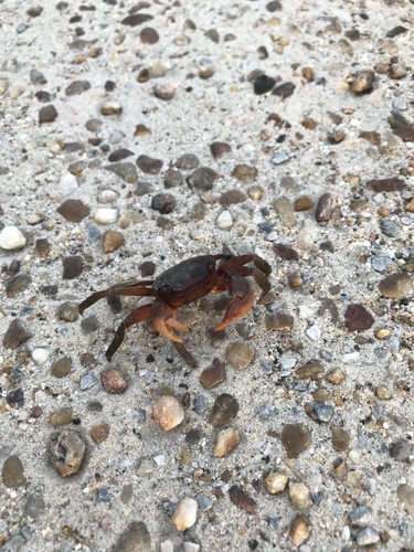 Sesarma reticulatum