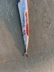 Lepidopus caudatus