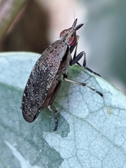 Euthycera cribrata
