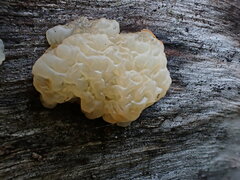 Tremella globispora