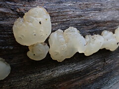 Tremella globispora
