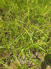 Scirpus radicans