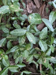 Vinca minor