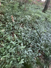 Vinca minor