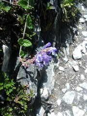 Scutellaria tashiroi