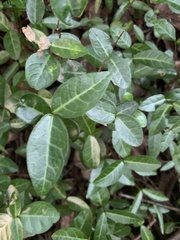 Vinca minor