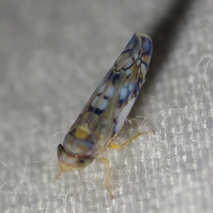 Scaphoideus opalinus