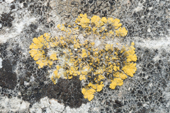 Candelariella medians