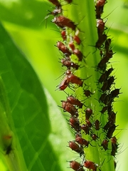 Uroleucon jaceicola