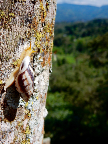 Drymaeus smithii