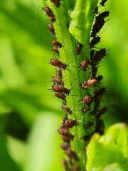 Uroleucon jaceicola