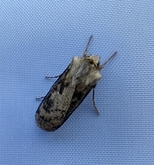 Agrotis clavis