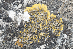 Candelariella medians