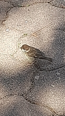 Passer montanus