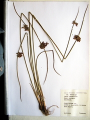 Juncus decipiens