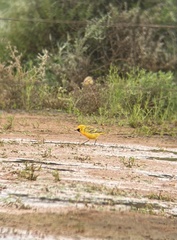 Epthianura aurifrons