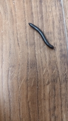 Cylindroiulus londinensis