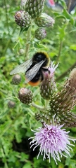 Bombus lapidarius