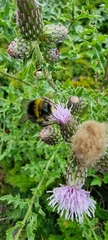 Bombus lapidarius