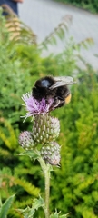 Bombus lapidarius