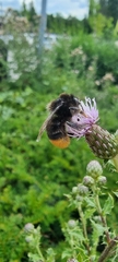 Bombus lapidarius