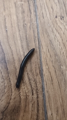 Cylindroiulus londinensis