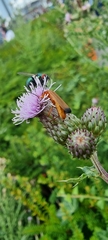 Rhagonycha fulva