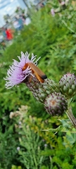 Rhagonycha fulva