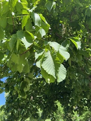 Aesculus hippocastanum