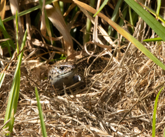 Lissolepis coventryi