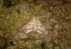 Philogethes metableta