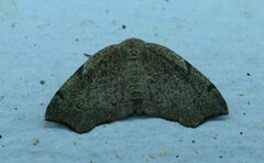 Achrosis rondelaria