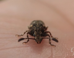 Eucorynus