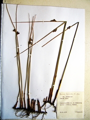 Juncus haenkei
