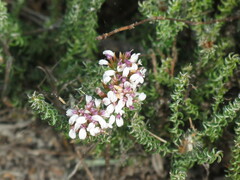 Disparago ericoides
