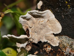 Datronia brunneoleuca