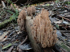 Artomyces austropiperatus