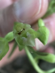 Epipactis bugacensis