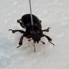 Platyceroides keeni